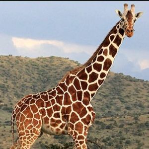 Meet your Posher, Jacob